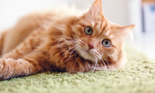 Local Pet Shops Cover Image