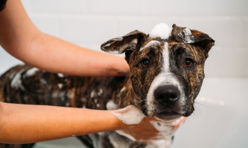 Local Veterinarian Offices Cover Image